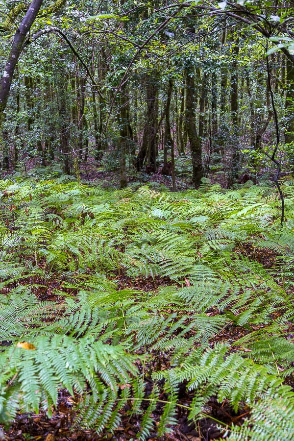 Forêt primaire de La Gomera