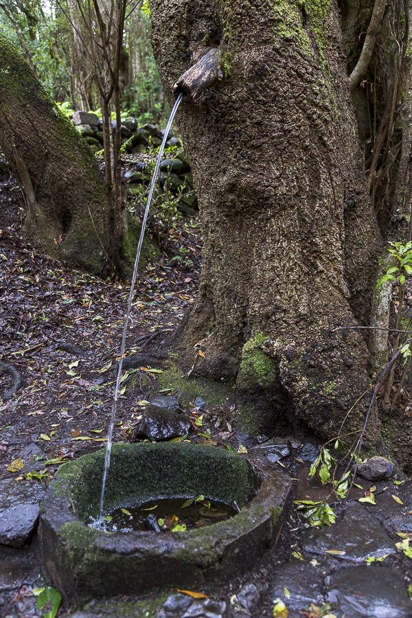 Une fontaine dans la forêt primaire de La Gomera