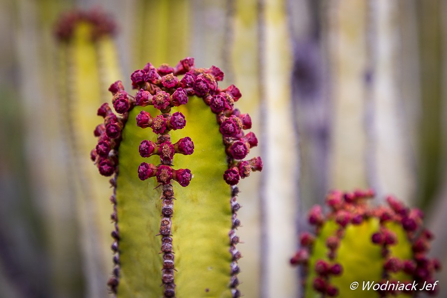 Fleur de cactus à Tenerife