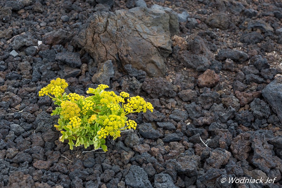 Fleur dans la lave Tenerife