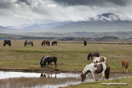 chevaux_Islande_15-08-10_16-50-57_032.jpg