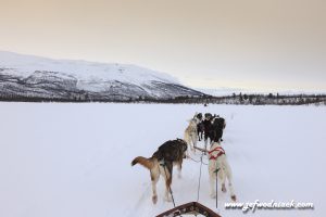 Lire la suite à propos de l’article Suède: Chiens de traîneaux en Laponie.