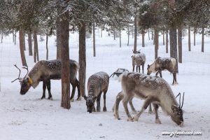 Lire la suite à propos de l’article Laponie: vivre avec les rennes.
