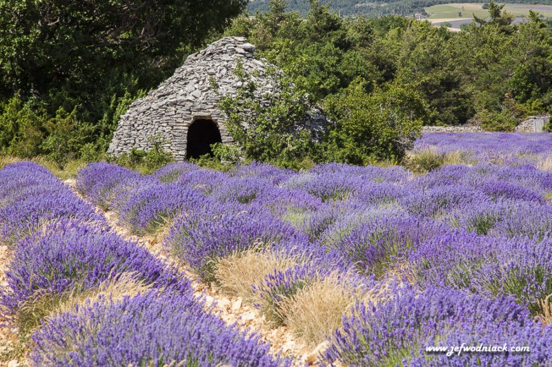 Lire la suite à propos de l’article France: la saison des Lavandes.