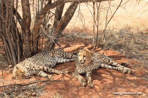 Lire la suite à propos de l’article Namibie: Les fauves de la réserve Okonjima.