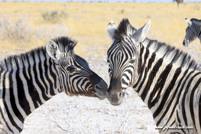 Lire la suite à propos de l’article Namibie: Safari Photos dans le parc Etosha.