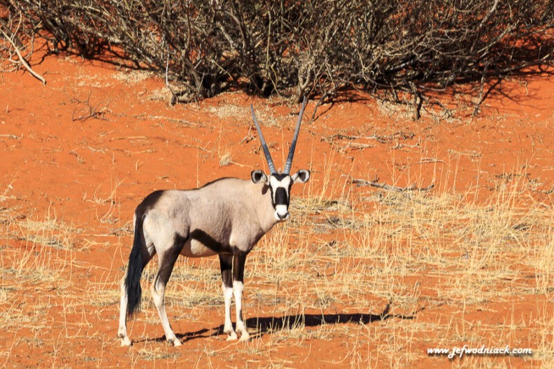 Lire la suite à propos de l’article Namibie: dans le Kalahari.
