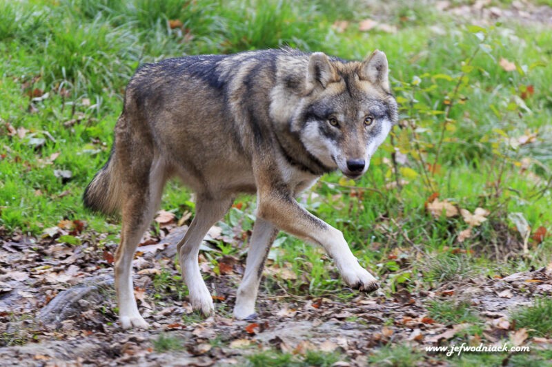 Lire la suite à propos de l’article France: des loups en Moselle.