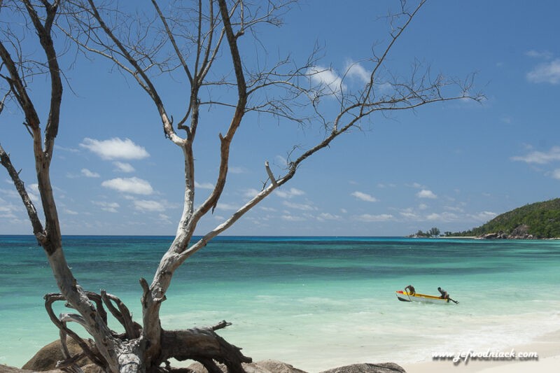 Lire la suite à propos de l’article Seychelles: Praslin, l’île du perroquet noir.