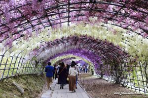 Lire la suite à propos de l’article Japon: Les glycines du jardin Fuji-en.