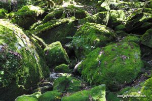 Lire la suite à propos de l’article Japon: La forêt des mousses de Yakushima.