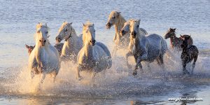 Lire la suite à propos de l’article France: Des chevaux et des Gardians en Camargue.