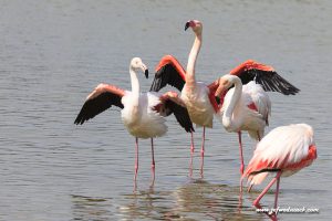 Lire la suite à propos de l’article France: Parc ornithologique du Pont de Gau.