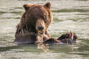 Lire la suite à propos de l’article USA: Des ours et des aigles à Haines en Alaska.