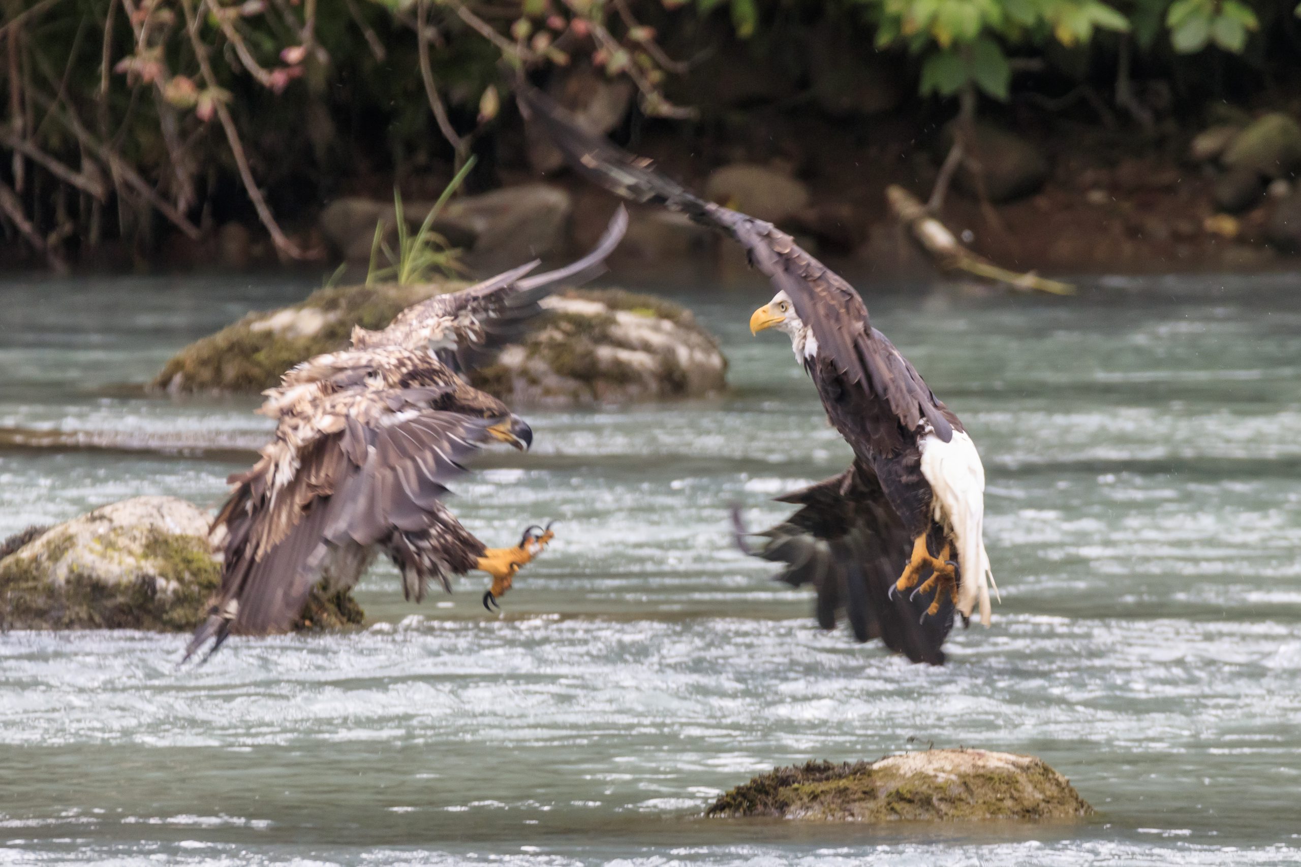 Combat d'aigle au dessus de la Chilkoot river.