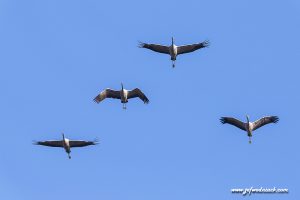 Lire la suite à propos de l’article France: Les grues de Montier en Der.