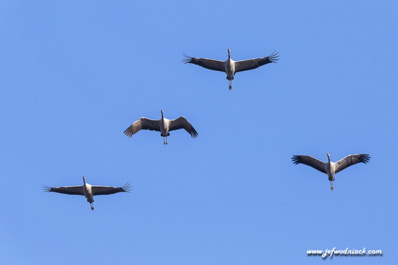 Lire la suite à propos de l’article France: Les grues de Montier en Der.