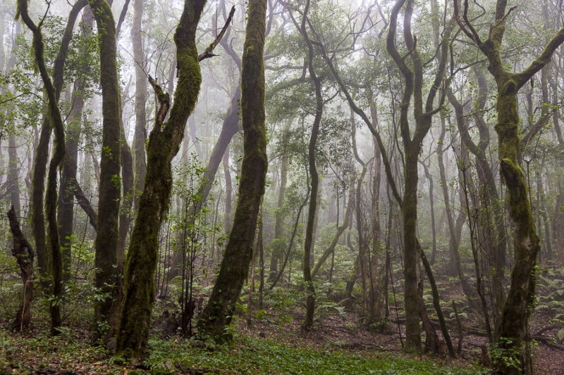 Lire la suite à propos de l’article Canaries: La forêt  pluviale de la Gomera.