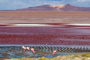 Lire la suite à propos de l’article Bolivie: Les lagunes de l’Altiplano.