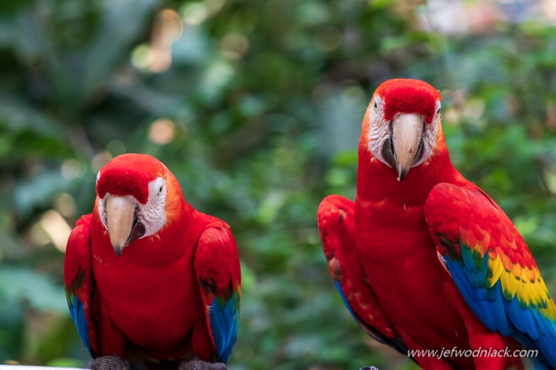 Lire la suite à propos de l’article Bolivie: Des animaux dans la forêt.