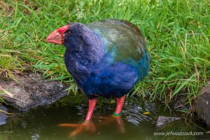 Lire la suite à propos de l’article Nouvelle Zélande: Les oiseaux.