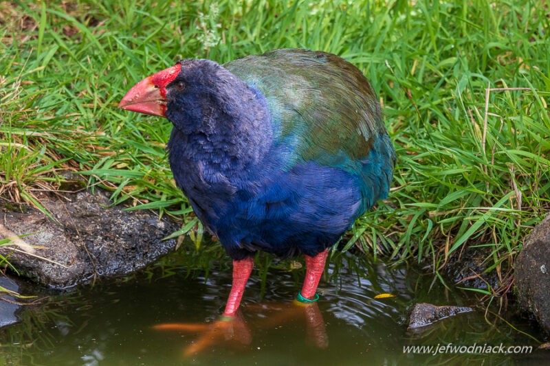 Lire la suite à propos de l’article Nouvelle Zélande: Les oiseaux.