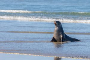 Lire la suite à propos de l’article Nouvelle Zélande: Des lions de mer sur la plage.