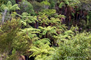 Lire la suite à propos de l’article Nouvelle Zélande: Dans la forêt