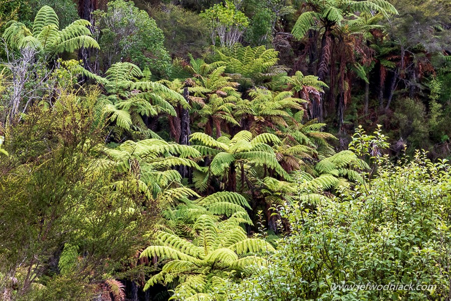 You are currently viewing Nouvelle Zélande: Dans la forêt
